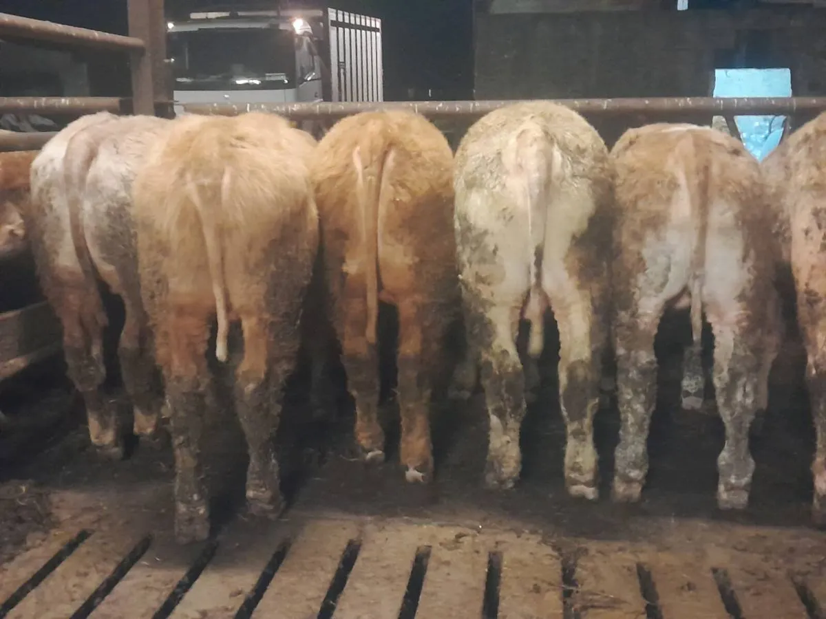 8 Smashing Charlaois bullocks 350kgs - Image 4