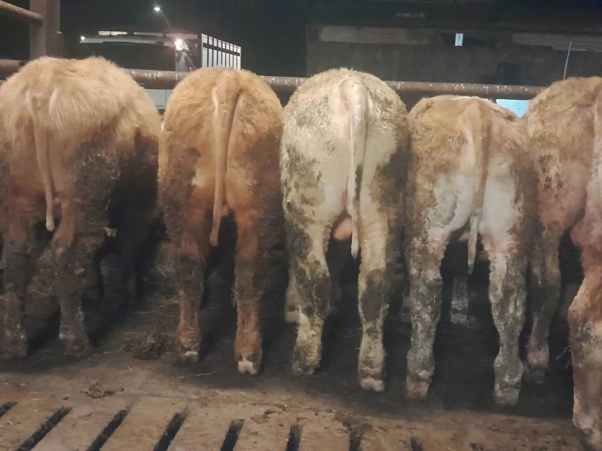 8 Smashing Charlaois bullocks 350kgs - Image 2