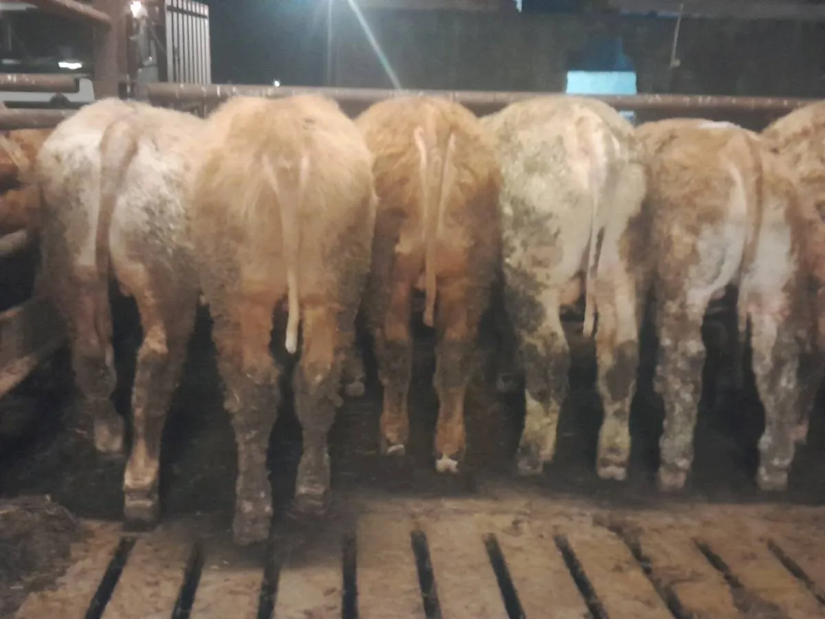 8 Smashing Charlaois bullocks 350kgs - Image 1