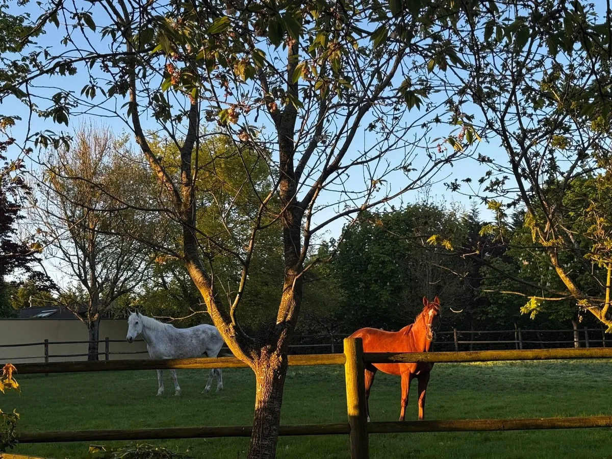 ISO Recipient mares - Image 1