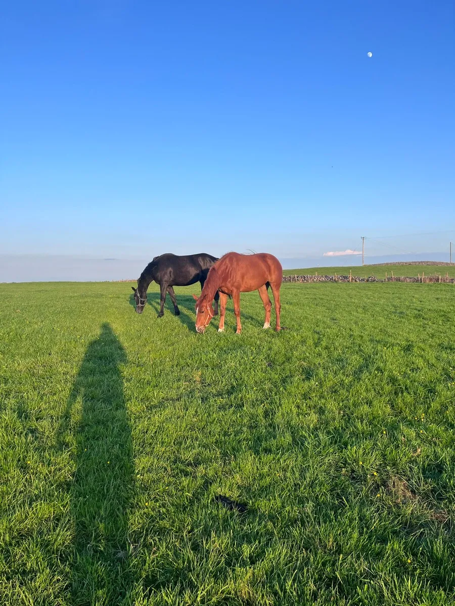 ISO Recipient mares - Image 4