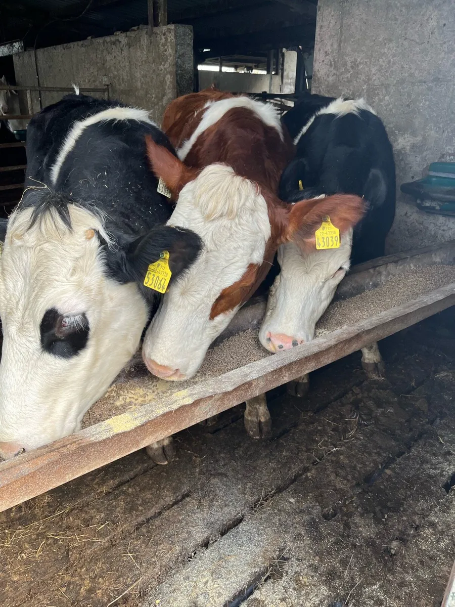 3x two year old maiden heifers - Image 2