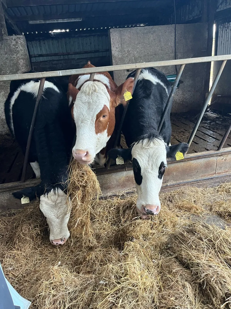 3x two year old maiden heifers - Image 3