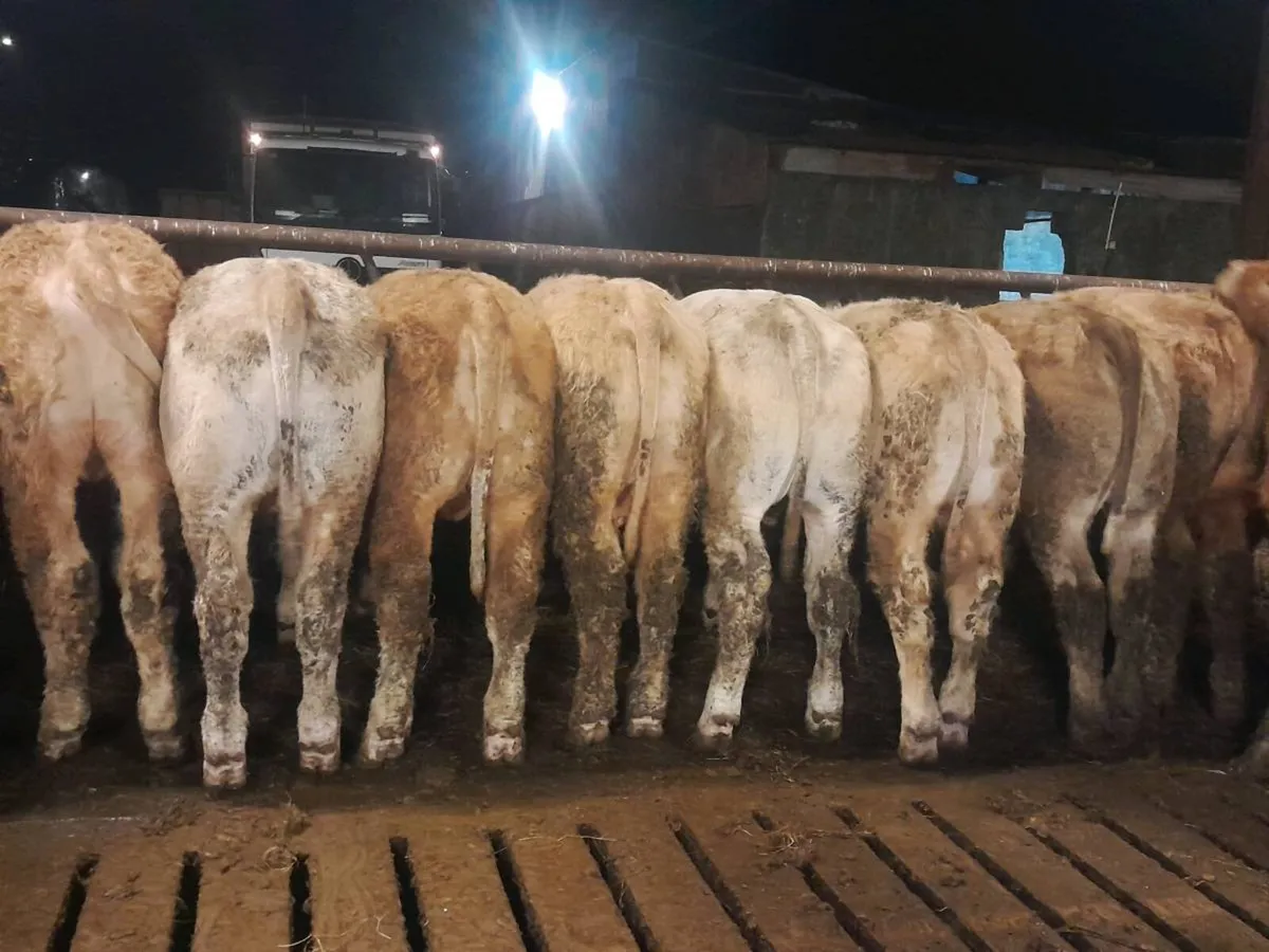 12 Smashing Charlaois bullocks - Image 1