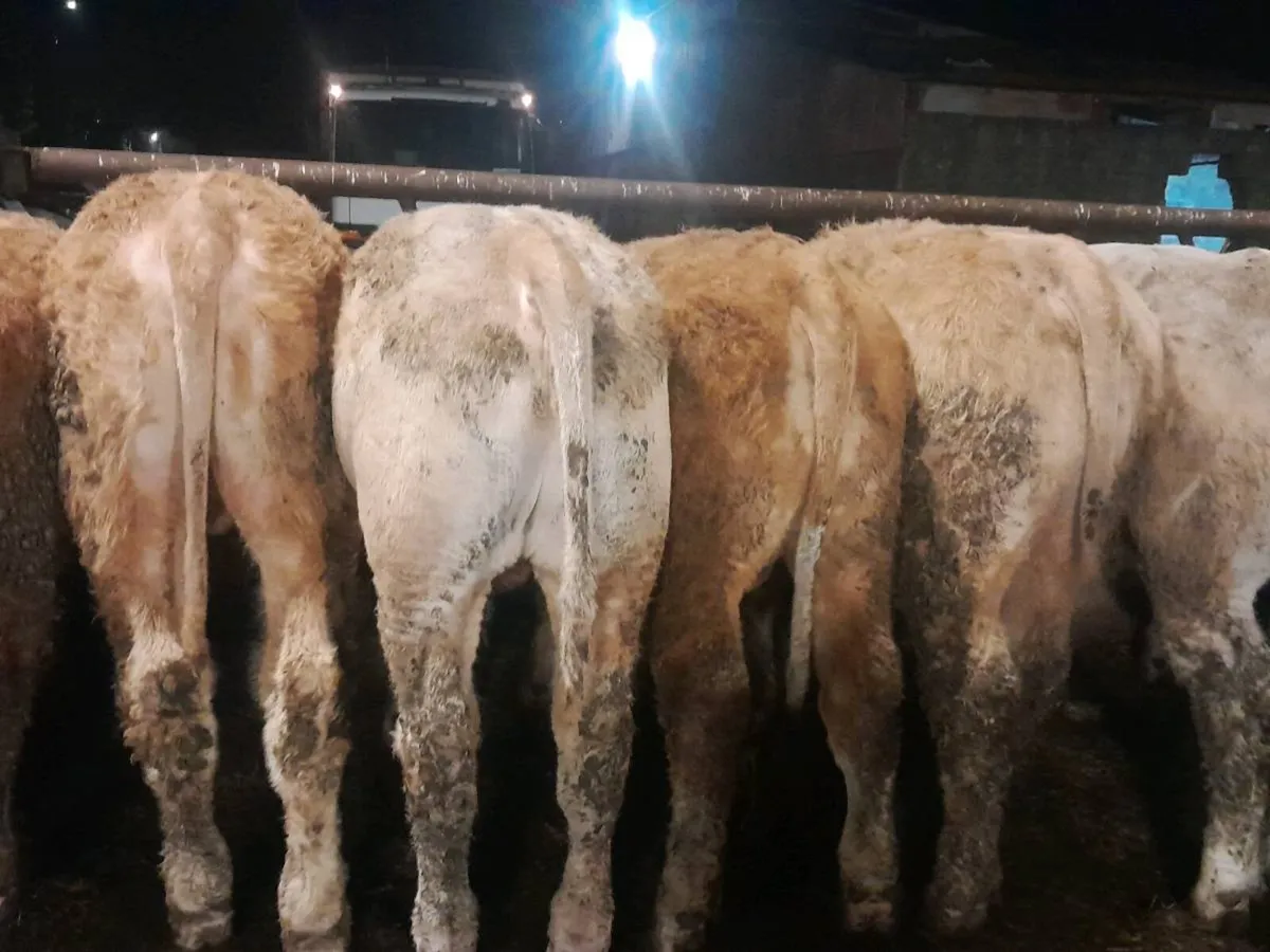 12 Smashing Charlaois bullocks - Image 2