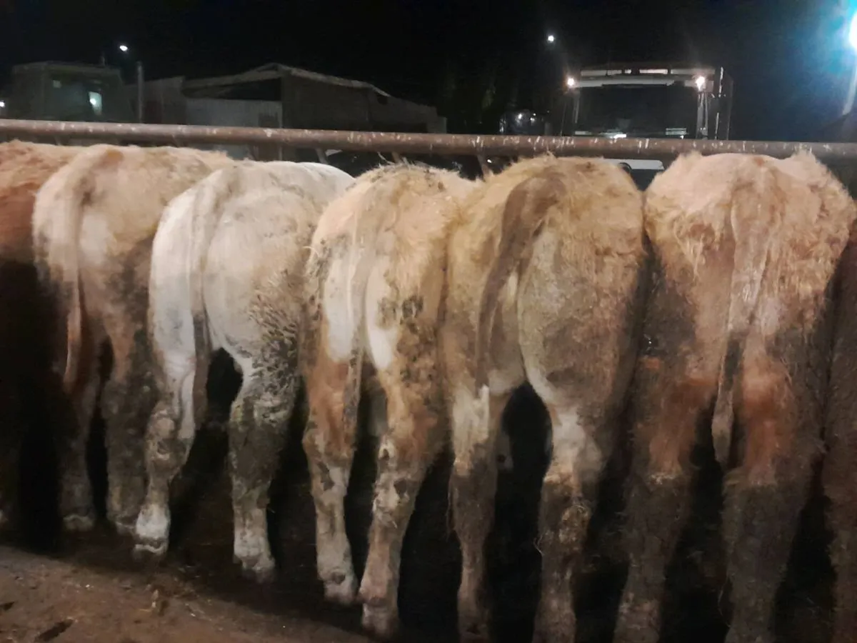 12 Smashing Charlaois bullocks - Image 3