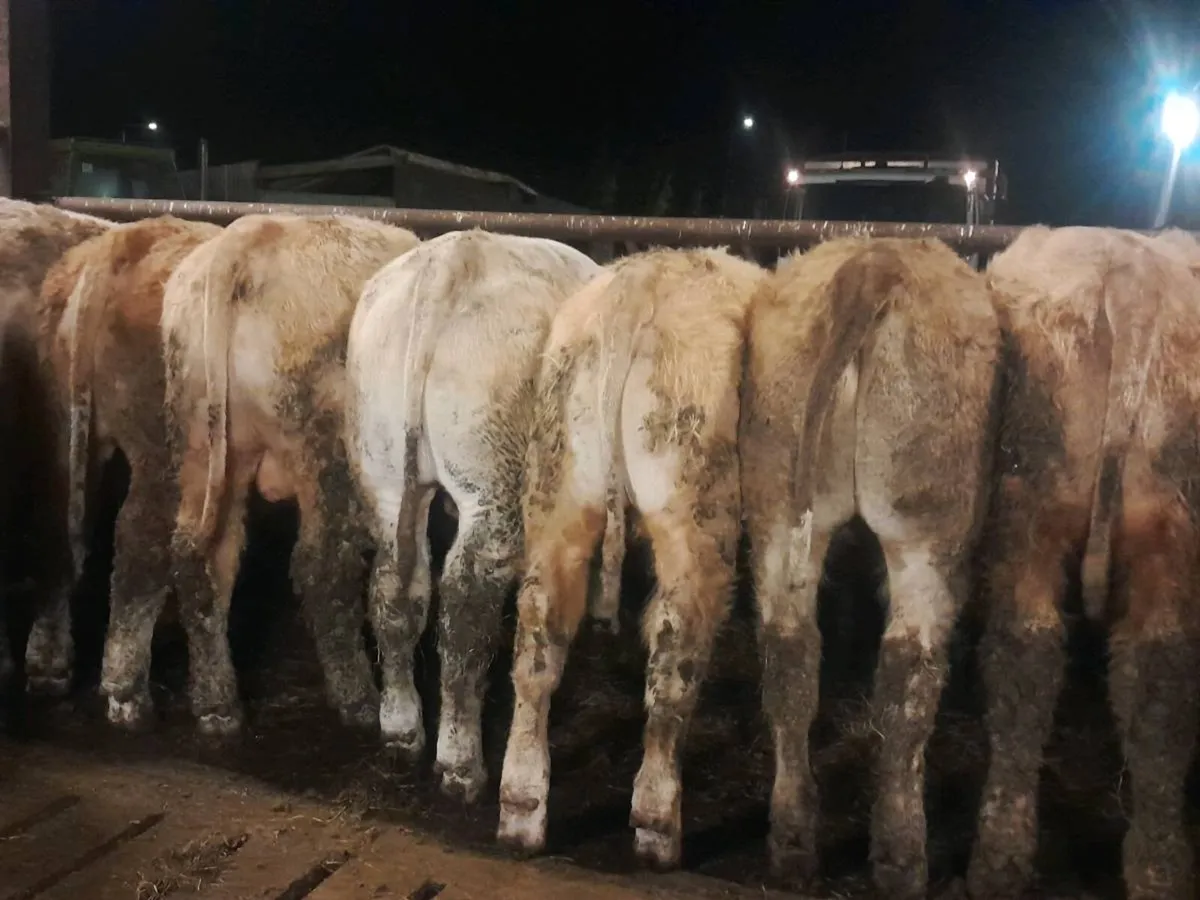 12 Smashing Charlaois bullocks - Image 4