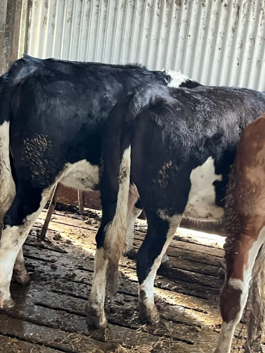 3x two year old maiden heifers - Image 4