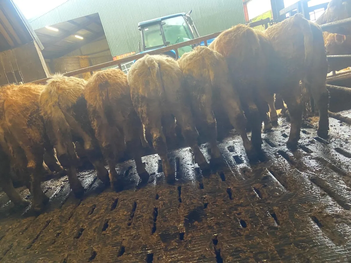 ⭐️30 super chx heifers⭐️ - Image 3