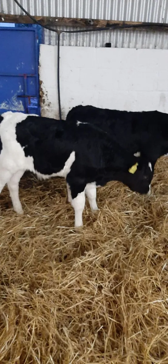 Strong british fr bull calves - Image 2