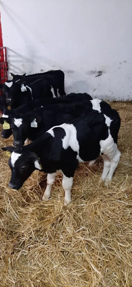 Strong british fr bull calves - Image 3