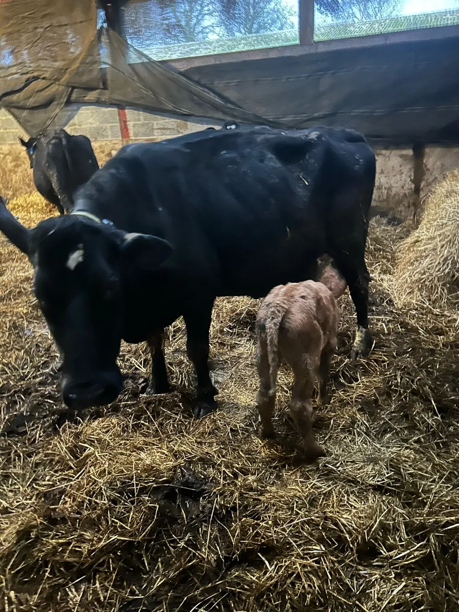 Cow and calf - Image 1