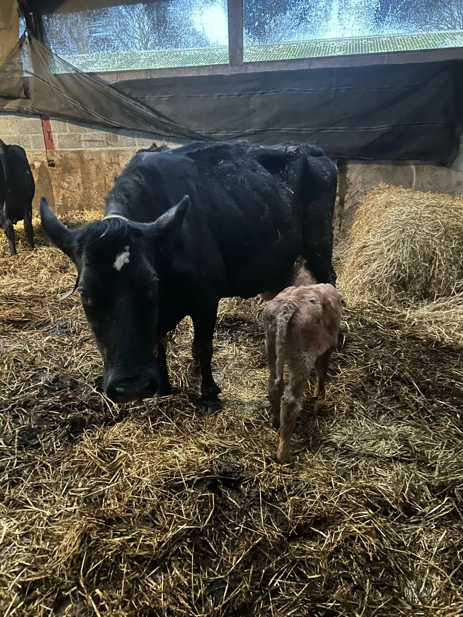Cow and calf - Image 2