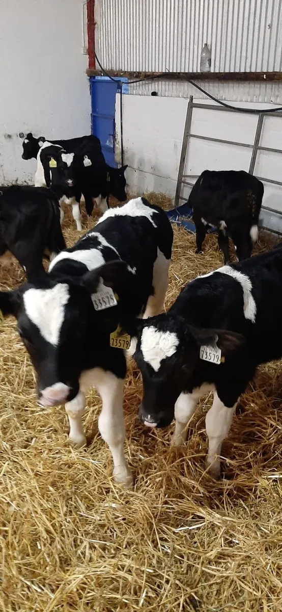 Strong british fr bull calves - Image 4