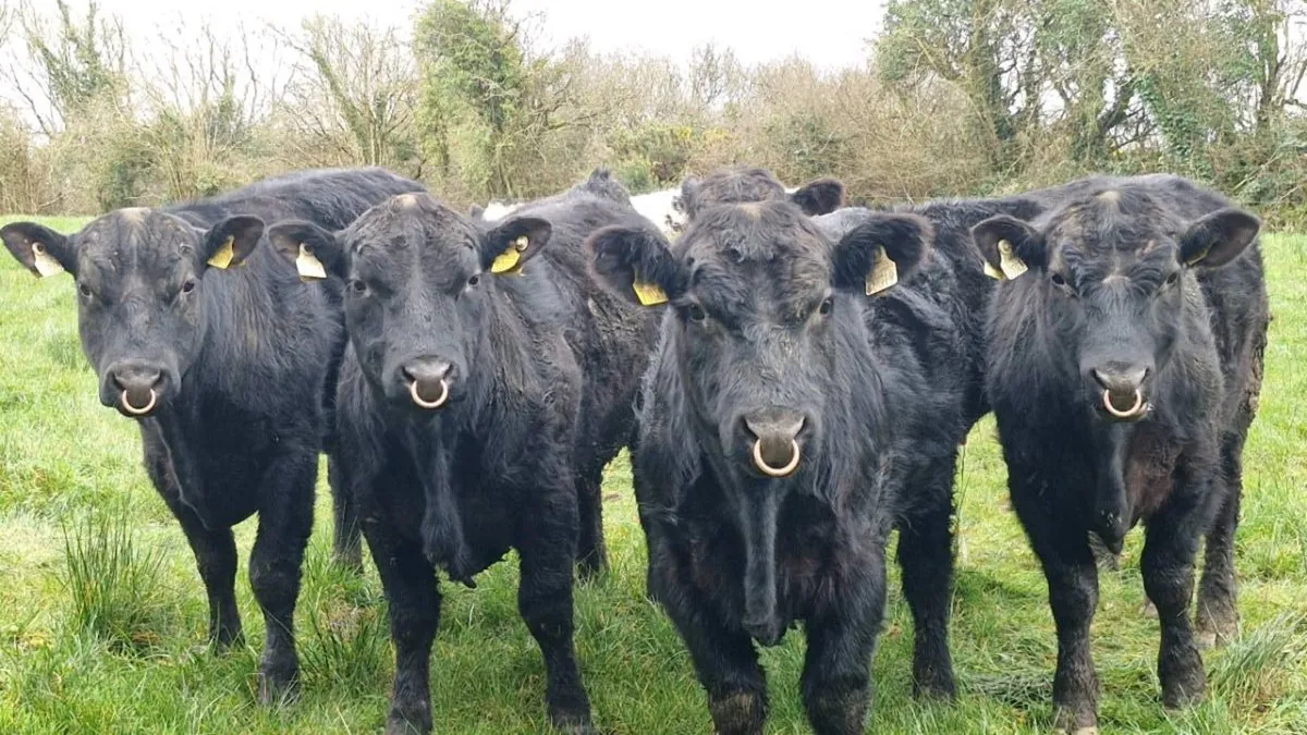 P.B.R Angus bulls - Image 1