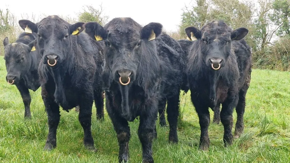 P.B.R Angus bulls - Image 2