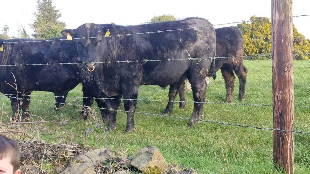 P.B.R Angus bulls - Image 3