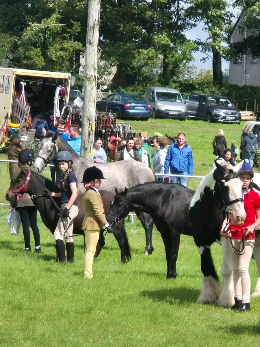 Looking for 14hh over 14yrs bombproof pony