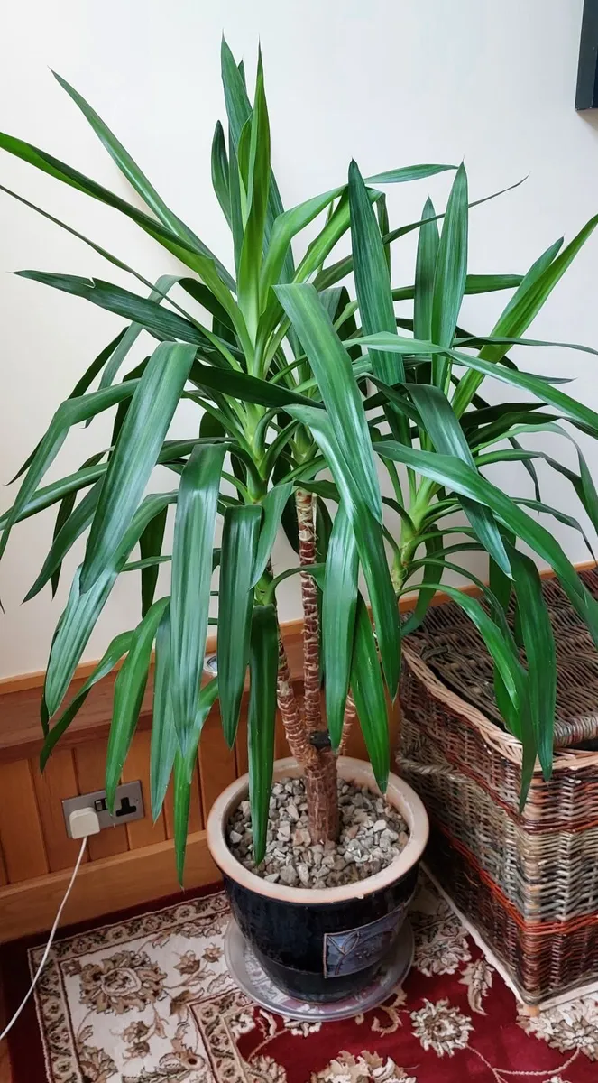 Yukka Plant and Ceramic Pot For Sale - Image 1