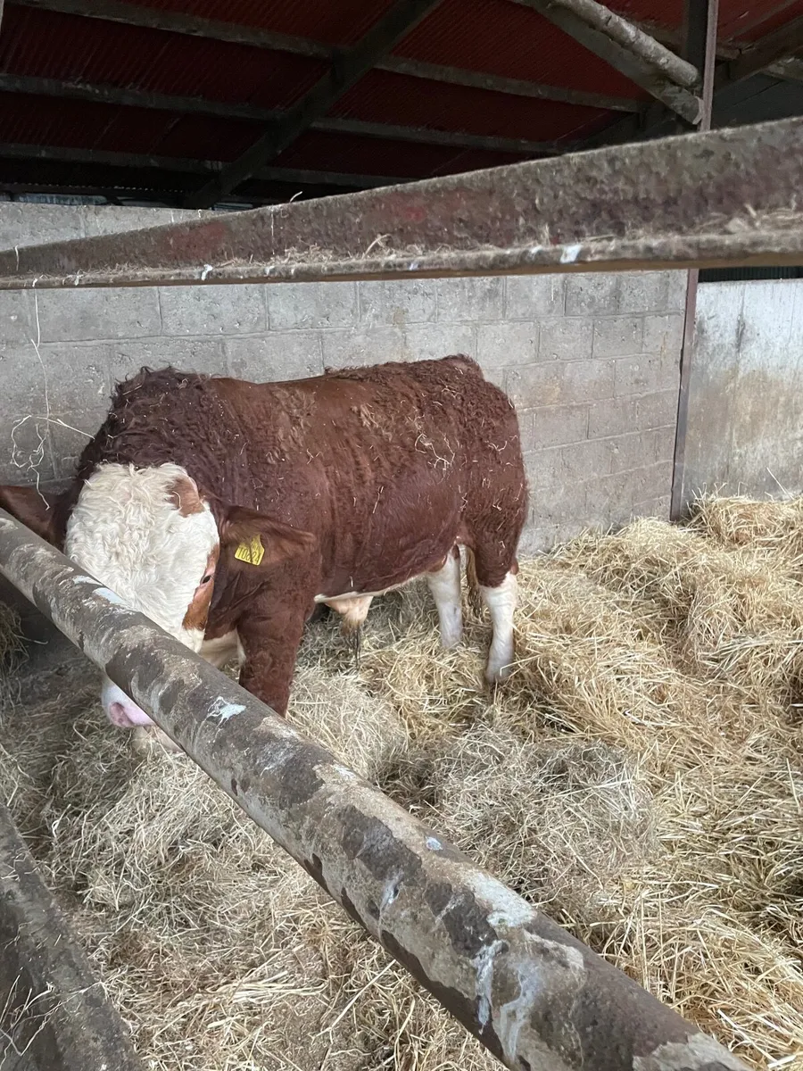 Simmental Bulls - Image 1