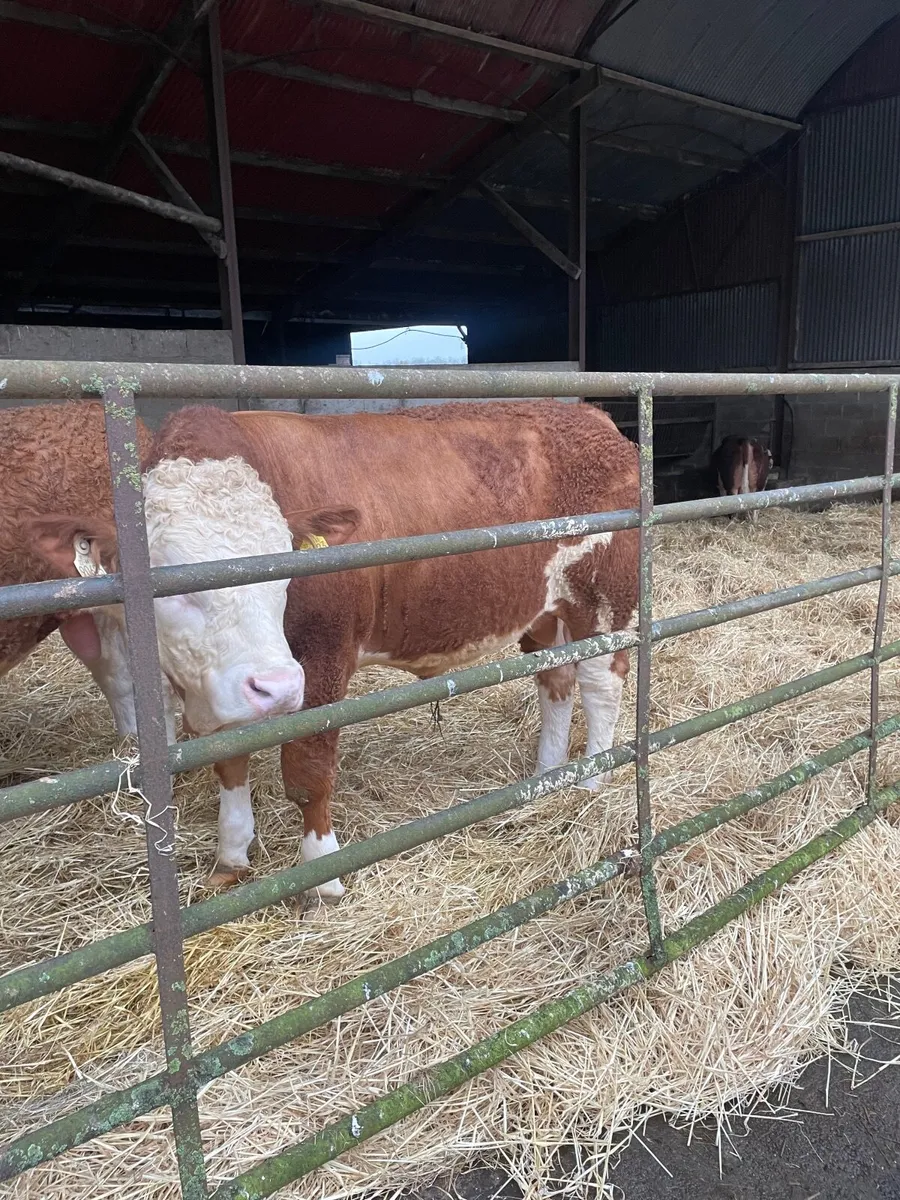 Simmental Bulls - Image 2