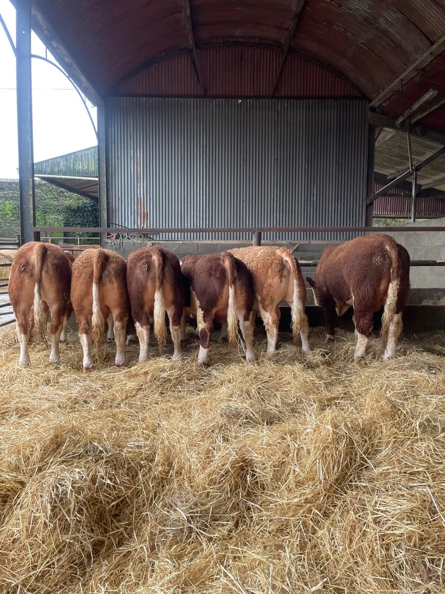 Simmental Bulls - Image 3