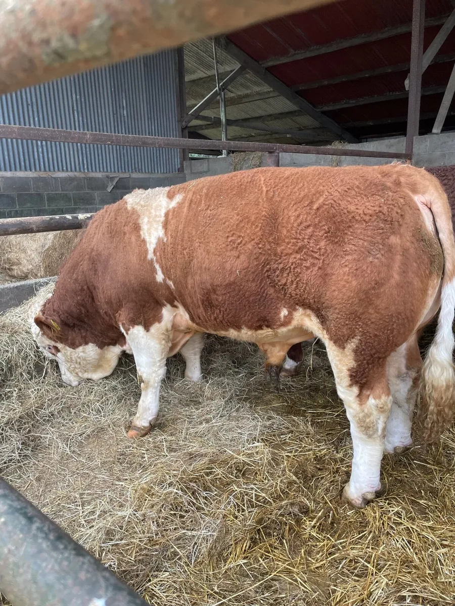 Simmental Bulls - Image 4