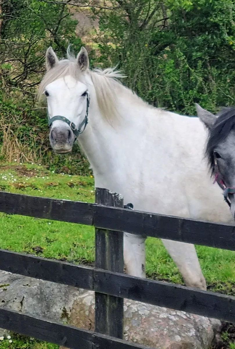 Connemara Mare - Image 1