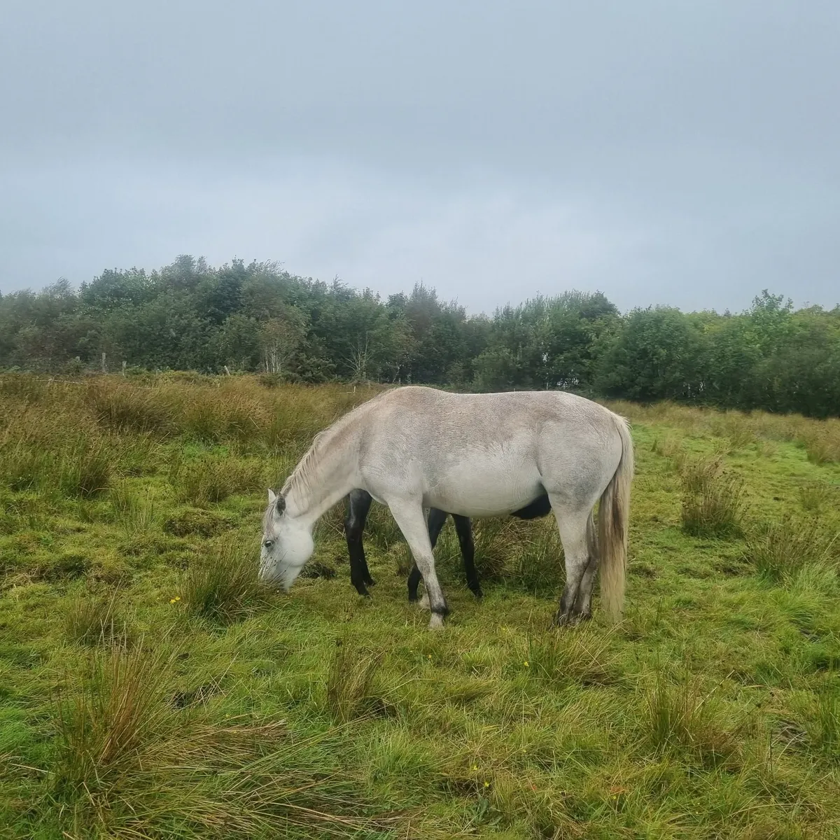 Connemara Mare - Image 3
