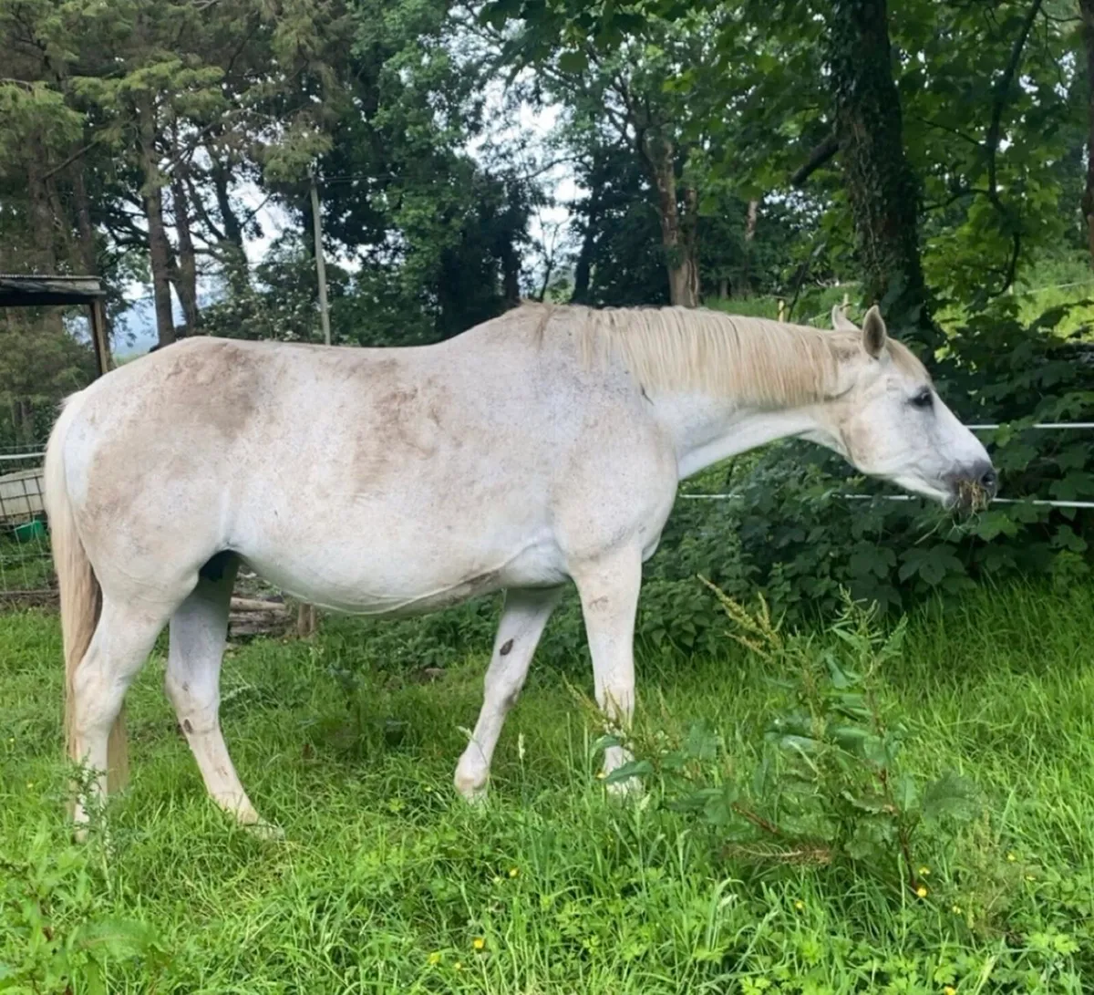 Proven Irish sports broodmare - Image 1