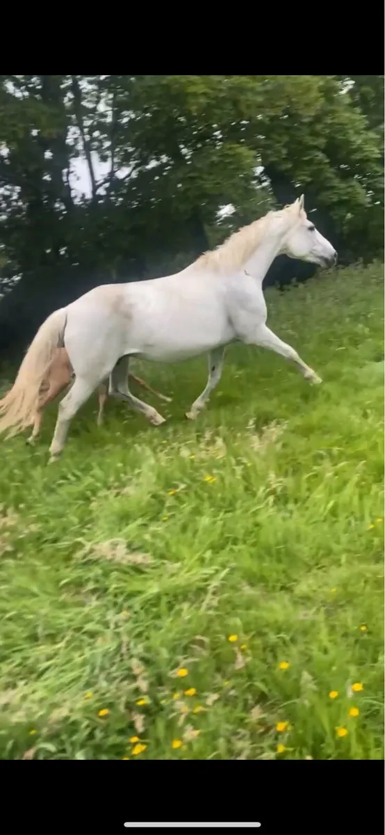 Proven Irish sports broodmare - Image 2