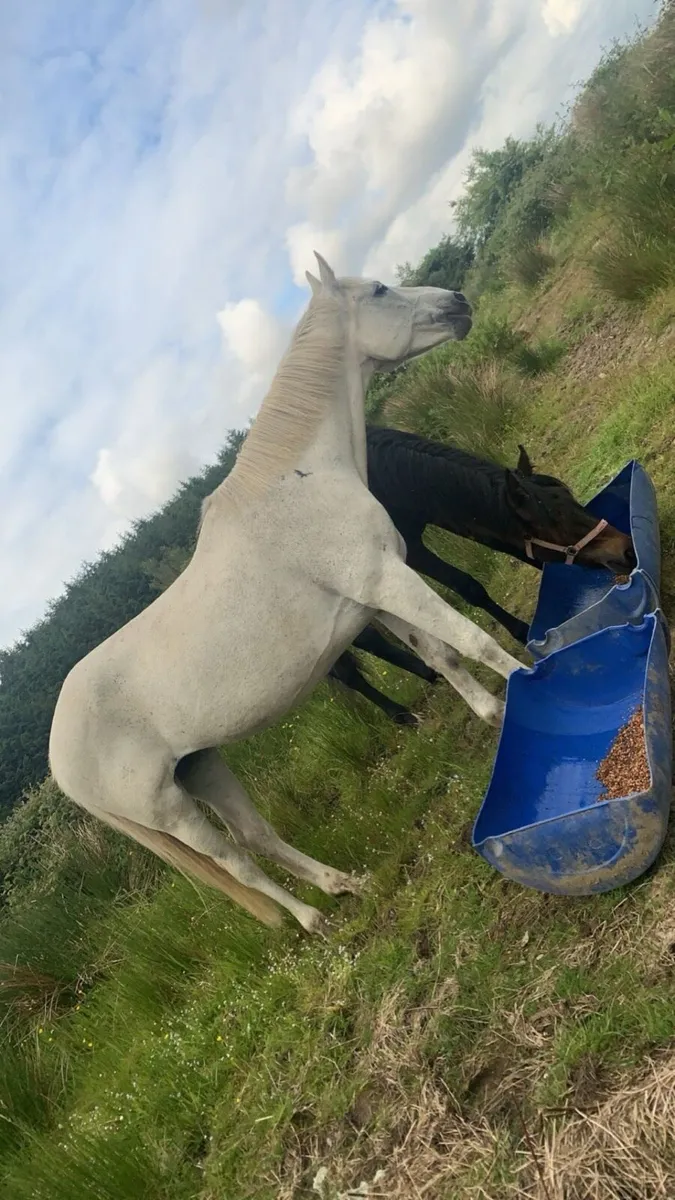 Proven Irish sports broodmare - Image 3