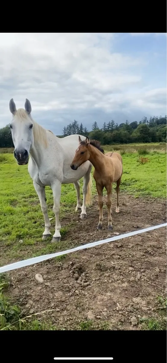 Proven Irish sports broodmare - Image 4