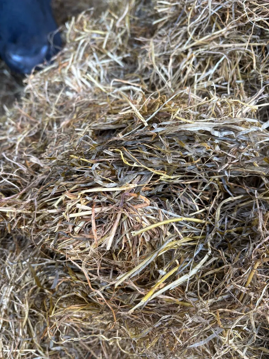 Silage - Image 2