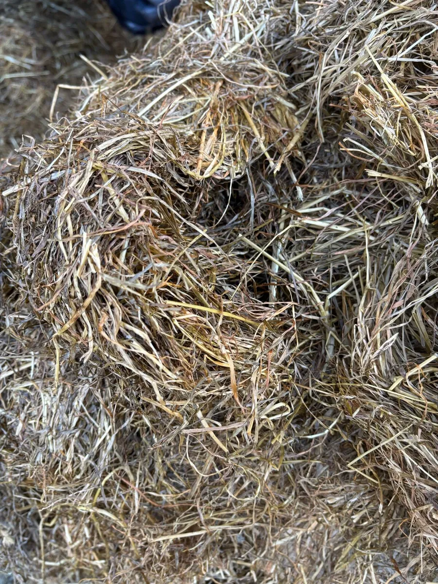 Silage - Image 3