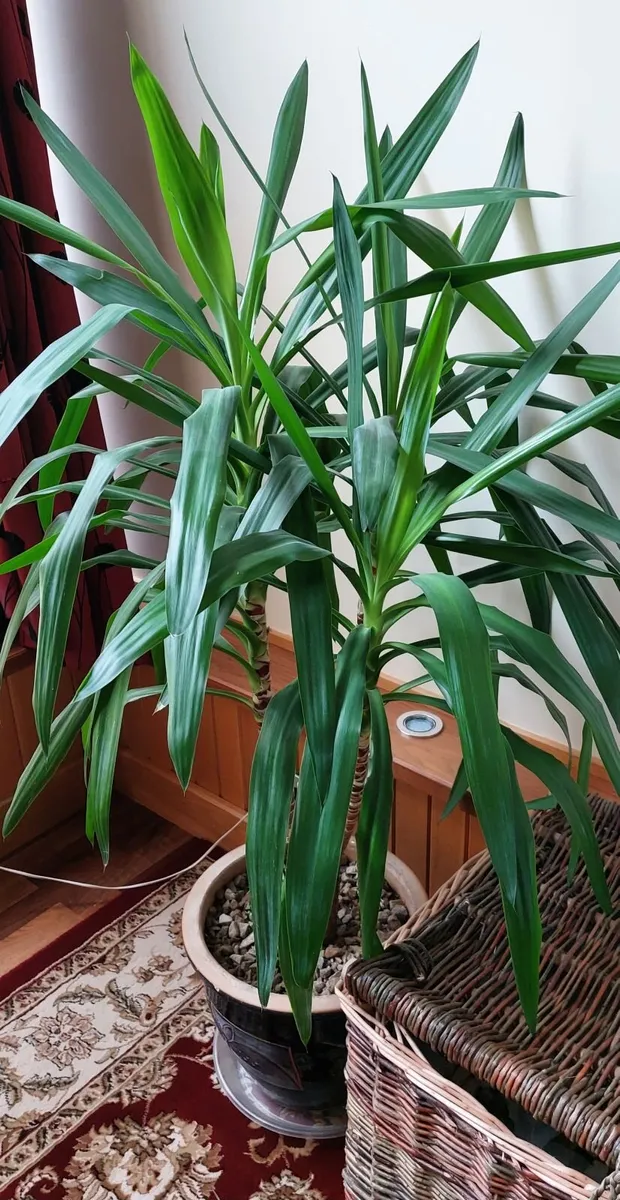 Yukka Plant and Ceramic Pot For Sale - Image 2