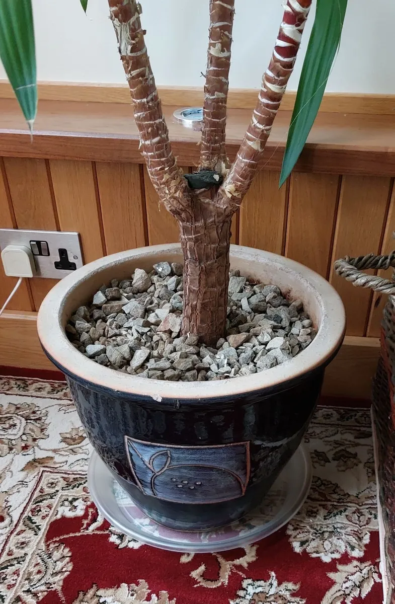 Yukka Plant and Ceramic Pot For Sale - Image 3
