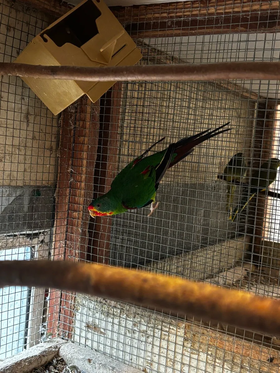 Pairs of elegants - Image 3