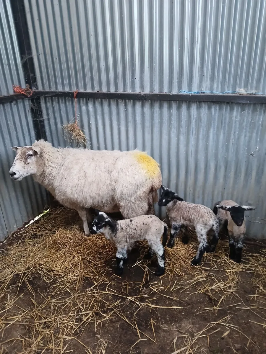 2 Pet/Foster lambs - Image 1