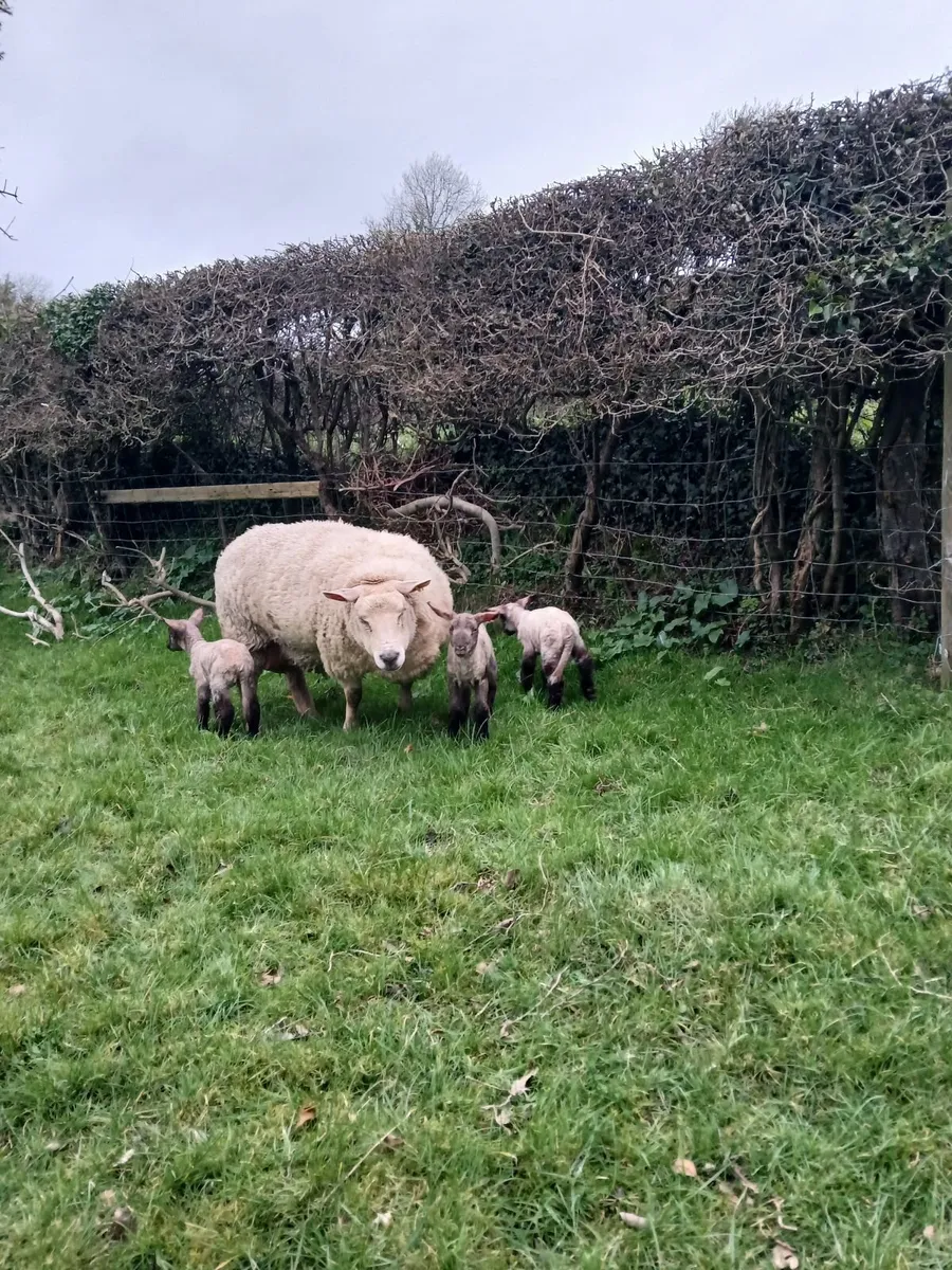2 Pet/Foster lambs - Image 2