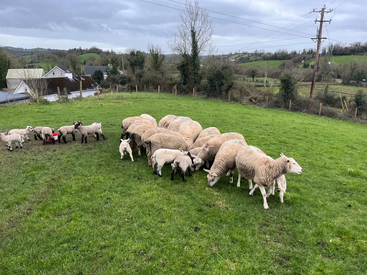 Ewes and lambs - Image 1