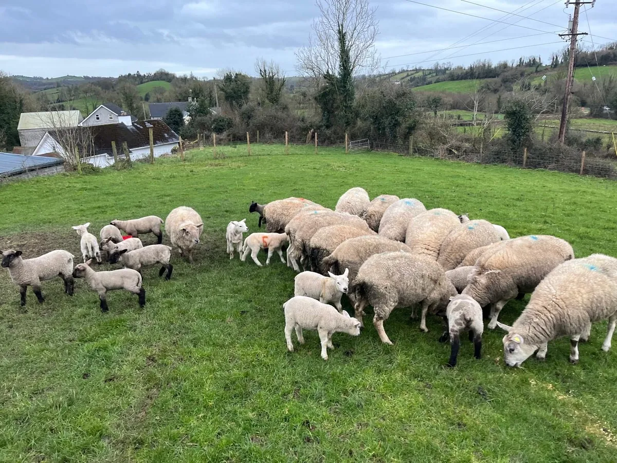 Ewes and lambs - Image 3