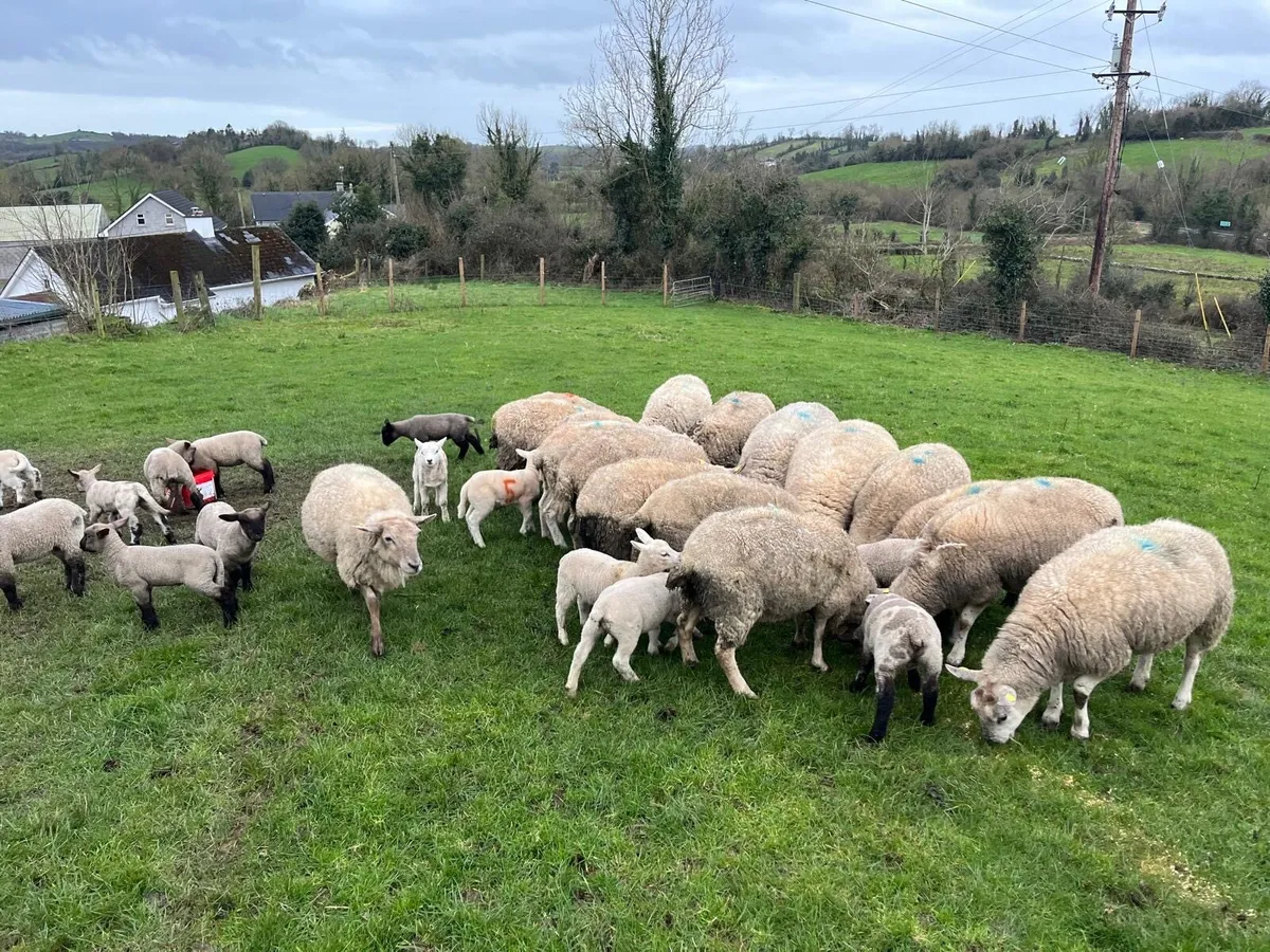 Ewes and lambs - Image 4