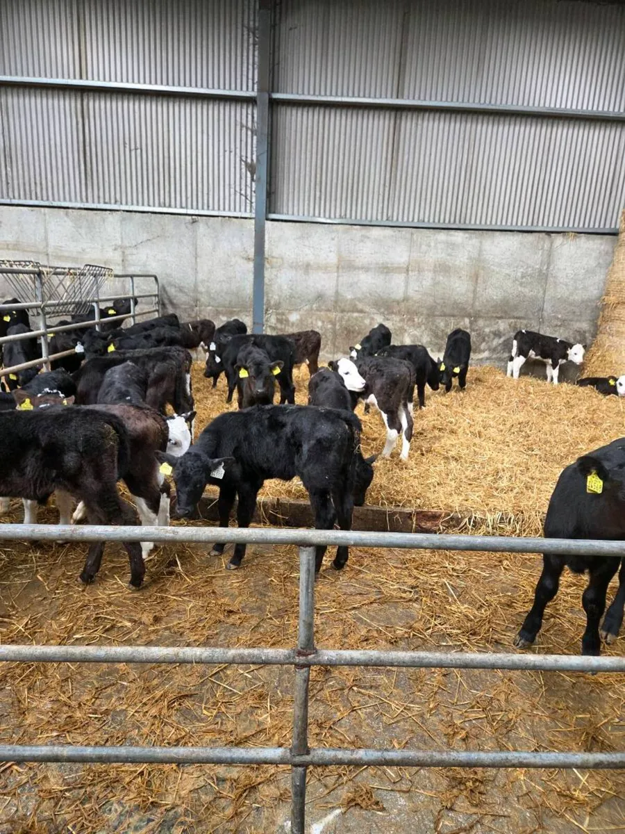 Angus and Hereford calves - Image 1