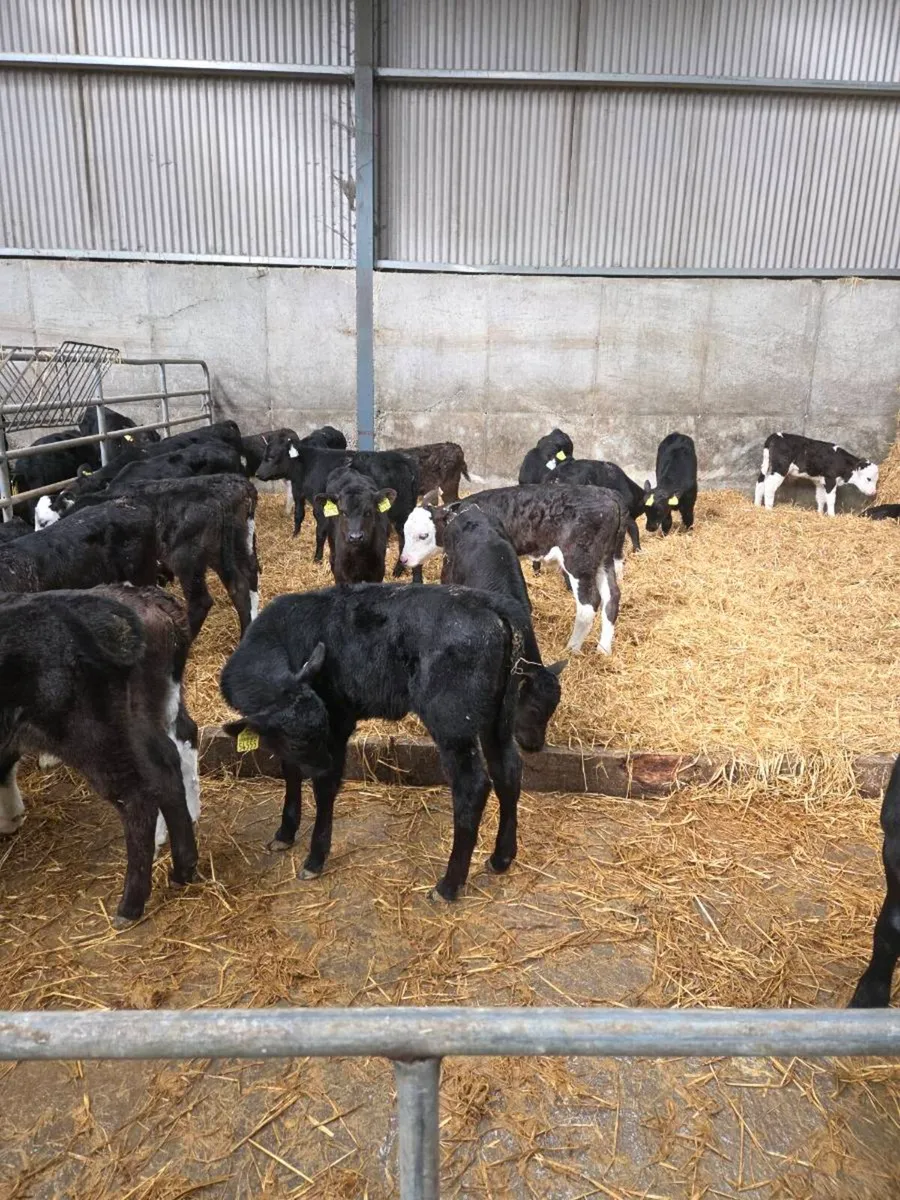 Angus and Hereford calves - Image 2
