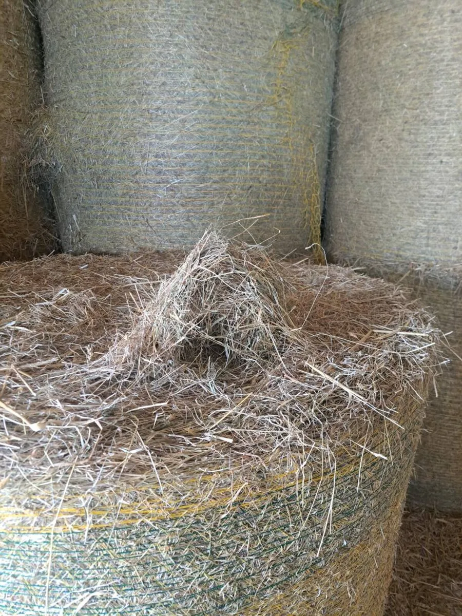 Hay - Image 3