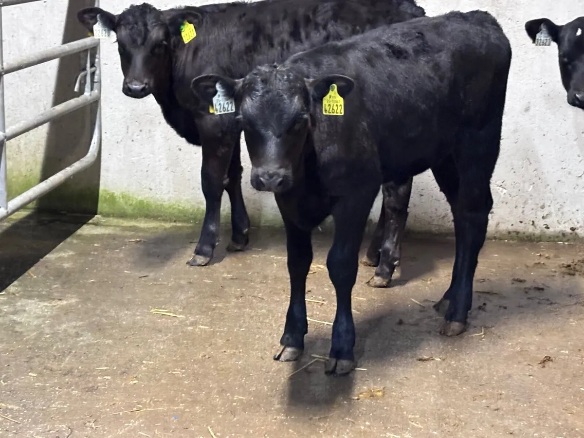 4 reared Aberdeen calves for sale - Image 1
