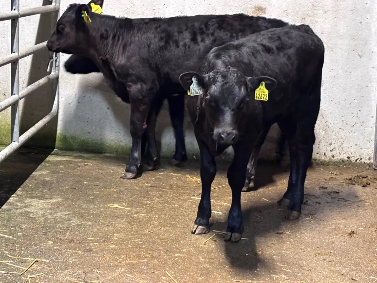 4 reared Aberdeen calves for sale - Image 3