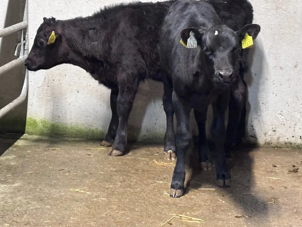 4 reared Aberdeen calves for sale - Image 4