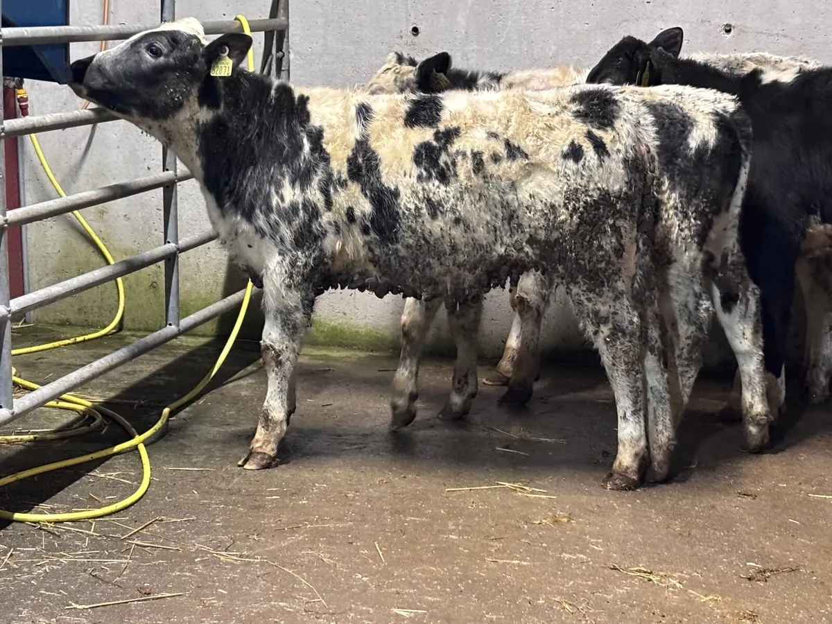 5 top quality weanlings for sale - Image 4